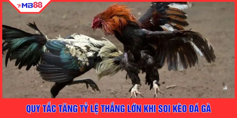 Quy tắc tăng tỷ lệ thắng lớn khi soi kèo đá gà