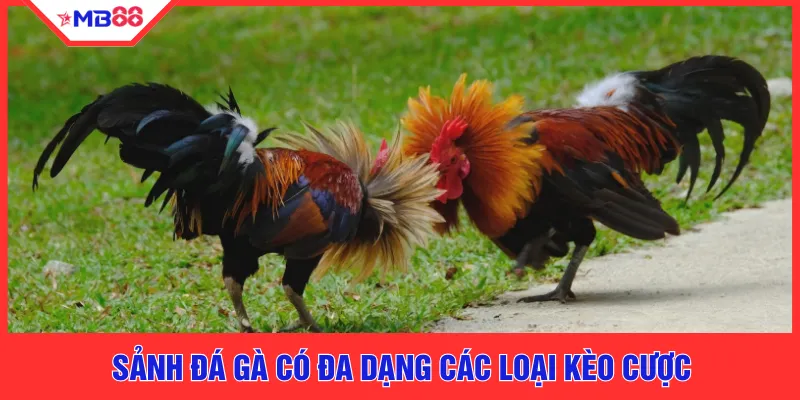 Sảnh đá gà có đa dạng các loại kèo cược
